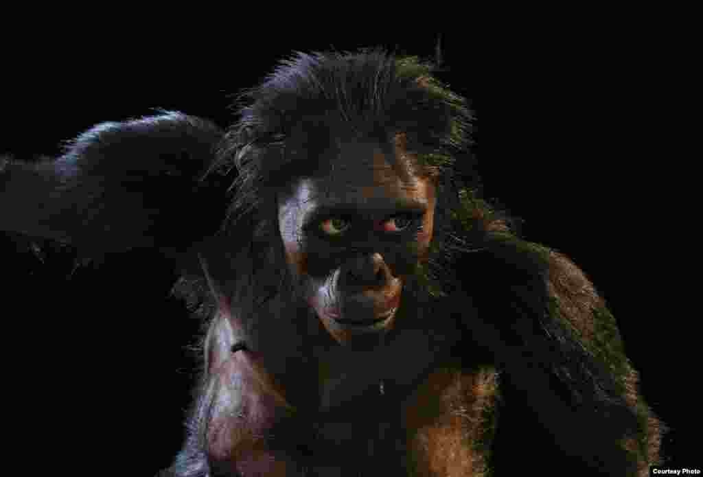 This small human-like creature, Australopithecus afarensis, lived 3.2 million years ago and walked upright on two feet. (John Gurche, ”Shaping Humanity")