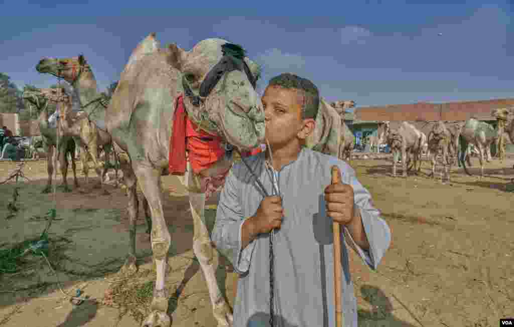 Youssef, 11, son of a camel vendor, has learned that tenderness works. &quot;When this camel arrived, it was acting wild, so we put him on a leash, which hurt him. That is why I knit these soft cloths for him. Now he is quiet. He likes me.” (VOA/H. Elrasam)