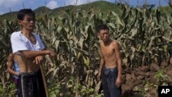 지난 2012년 8월 북한 평안남도 성천군에서 홍수 피해를 입은 옥수수 밭. (자료사진)