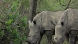 South African Conservationists Use Poison to Save Rhinos