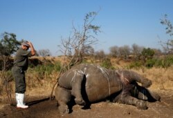 FILE - A ranger gestures to a rhino after it was killed for its horn by poachers in South Africa's Kruger National Park, Aug. 27, 2014.