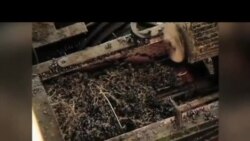 Gruziya laboratoriyalari