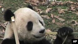 Tai Shan, the giant panda, became an overnight sensation when he was born at at the National Zoo in Washington DC in 2005.
