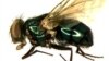 Blow fly (Phaenicia sericata) (Cleveland Museum of Natural History)