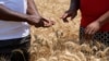 Zimbabwe Wheat