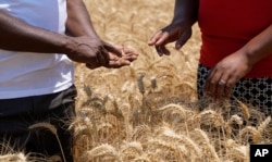 Farmers inspect wheat grain during harvest at a farm in Bindura about 88 kilometres north east of the capital Harare, Monday, Oct, 10, 2022. Zimbabwe says it is on the brink of its biggest wheat harvest in history, thanks in large part to efforts to overcome food supply problems caused by the war in Ukraine. But bush fires and impending rains are threatening crops yet to be harvested. (AP Photo/Tsvangirayi Mukwazhi)