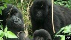 Des gorilles de montagne dans le parc des Virunga