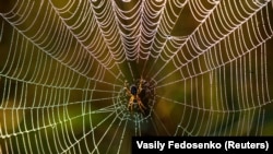 A spider waits in its web in a field near the village of Kozliki, Belarus September 20, 2018.(Reuters Photo/Vasily Fedosenko)