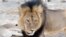 Cecil, a well-known, protected lion who lived in Zimbabwe's Hwange National Park, is seen in this frame grab taken from a November 2012 video made available by Paula French.