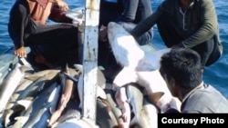 A shark catch aboard a ship (photo courtesy of Vanessa Jaiteh).