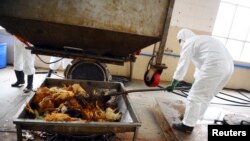 Ma'aikatan kiwon lafiyar dabbobi na kone kajin da suka kamu da masassara kafin su binnesu