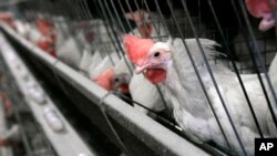 FILE - Chickens are seen at a chicken house. 
