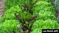 This undated photo shows a bed with endive and beets growing together for autumn harvest in New Paltz, New York.