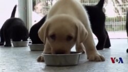 警犬新兵受训 老兵退休