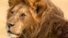 Uganda’s Lions Threatened by Poachers and Farmers