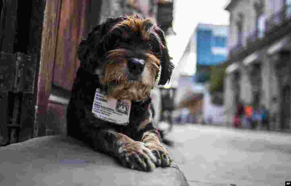 Mantan anjing jalanan Vladimir mengenakan rantai identitas yang bertuliskan namanya dan tempat tinggalnya, ketika duduk di Museum Kerajinan Metal Havana di Havana, Kuba. Undang-undang Kuba melarang hewan di tempat kerja kecuali anjing penjaga. Perlindungan terhadap mantan anjing liar ini didukung karena seorang anjing di kantor pemerintah membangunkan penjaga pada suatu malam ketika ia mendengar maling yang berusaha mengambil AC dari jendela, menurut Nora Garcia, presiden Asosiasi Kuba untuk Perlindungan Tanaman dan Hewan.