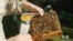 Scientists in Poland Race to Save Honeybees