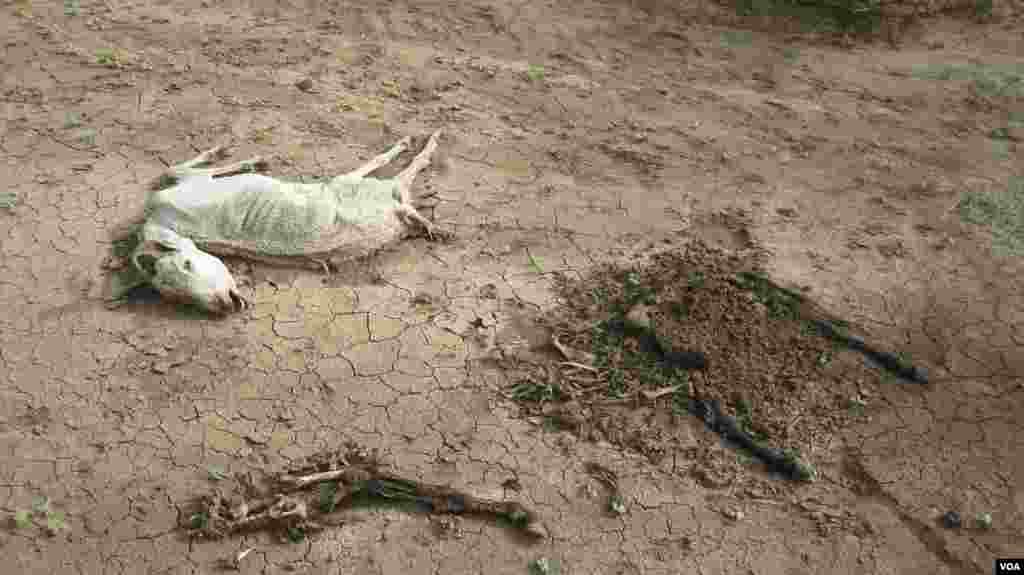 በአፋር የተከሰተው የዝናብ እጥረት ያስከተለው ጉዳት-ከአፋር ክልል ሚሌ ወረዳ ሀርሲስ ቀበሌ 