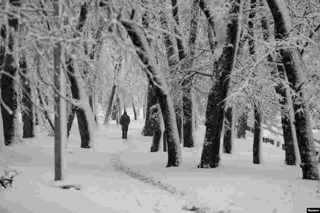 A man walks through the snow-covered Kosutnjak Forest during heavy winter snowfall in Belgrade, Serbia.