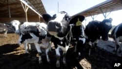 Penggunaan antibiotik pada hewan dapat memicu munculnya bakteri yang resisten terhadap obat, yang dapat menular pada manusia.