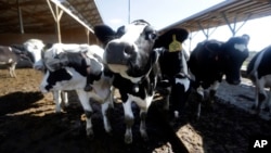 The use of antibiotics in livestock helps the animals stay healthy and grow faster, but bacteria develop resistance to the drugs, and those resistant bacteria can spread to people. 