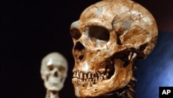 A reconstructed Neanderthal skull, right, and a modern human version at the Museum of Natural History in New York 