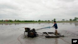 A Thai farmer plows his rice field in Ayutthaya province, central Thailand, June 21, 2013. 
