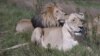 Researchers warn that the king of the animals - the lion - is rapidly losing its habitat in the savannahs of Africa.