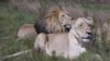 Researchers warn that the king of the animals - the lion is rapidly losing its habitate in the savannahs of Africa.