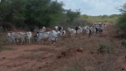 ከብቶታቸው በድርቅ እየተሞቱባቸው ለሚገኙ አርብቶ አደሮች ድጋፍ ተደረገ