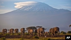 In this Dec. 17, 2012 file photo, a herd of adult and baby elephants walks in the dawn light as the highest mountain in Africa, Mount Kilimanjaro in Tanzania, sits topped with snow in the background, seen from Amboseli National Park in southern Kenya. (AP Photo/Ben Curtis)
