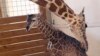 It’s a Boy! April the Giraffe’s Baby Is Born