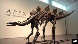 Kerangka stegosaurus dipamerkan di Sotheby's New York di New York, Rabu, 10 Juli 2024. (Foto: AP)