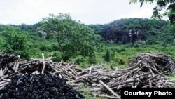 ការ​បាត់បង់​ភាគច្រើន​សំដៅ​ក្នុង​ប្រទេស​កាប់​ឈើ​ហុប​សំខាន់ៗ​ក្នុង​តំបន់​អាហ្វ្រិក​កណ្តាល​ តំបន់​ដី​ទំនាប​ទន្លេ​ Amazon​ ហើយ​នឹង​តំបន់​អាស៊ី​អាគ្នេយ៍។​