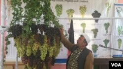 انواع مختلف انگور افغانستان در هرات