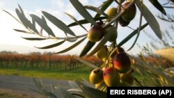 Pohon zaitun memerlukan sistem irigasi yang baik (foto: ilustrasi). 