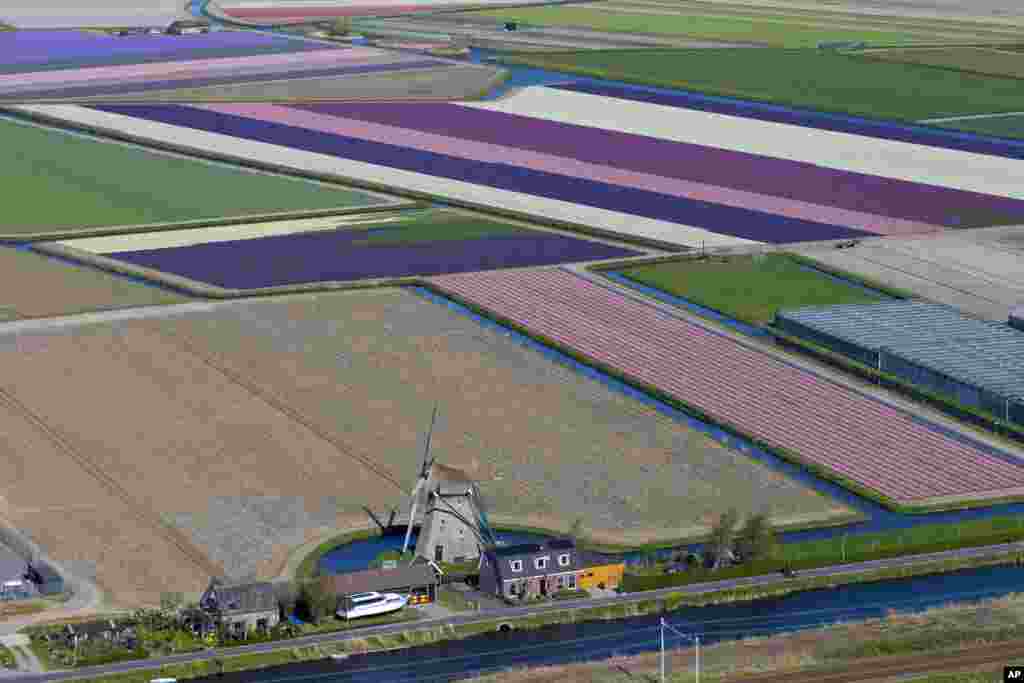 An aerial view shows a windmill and flower fields surrounding Keukenhof Spring Park in Lisse, near Amsterdam, Netherlands.