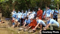 ​អណ្តើក​ហ្លួង​៤​ក្បាល​ក្នុង​ចំណោម​​៥១​ក្បាល ដែល​ជា​ប្រភេទ​​ជិត​ផុត​ពូជ​ ​ត្រូវ​បាន​លែង​ឱ្យ​ចូល​ទី​ជម្រក​ធម្មជាតិ​វិញ នៅ​តាម​ដងព្រែក​ស្រែអំបិល​ក្នុង​ខេត្ត​ព្រះ​សីហនុ កាល​ពី​ថ្ងៃ​ទី​២៦ ខែ​វិច្ឆិកា ឆ្នាំ​២០២១​។ (រូបភាព​ផ្តល់​ឱ្យ​ដោយ​ Wildlife Conservation Society)