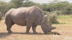Can Science Save a Rhino on Brink of Extinction?