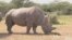 Can Science Save a Rhino on Brink of Extinction?