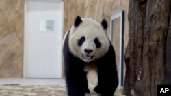 Thuraya, panda betina yang dikirim China ke Qatar sebagai hadiah Piala Dunia, berjalan di penampungannya di Taman Rumah Panda di Al Khor, dekat Doha, Qatar, Rabu, 19 Oktober 2022. (Foto: AP)