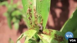 ដង្កូវ Armyworm វាយ​ប្រហារ​លើ​សន្តិសុខ​ស្បៀង​ប្រទេស​ម៉ាឡាវី។ កសិករ​និយាយ​ថា ថ្នាំ​សម្លាប់​សត្វ​ល្អិត​ដែល​កសិករ​ប្រើ មិន​គ្រប់​គ្រាន់​ទេ។