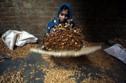 FILE - A female laborer winnows almonds inside a small-scale factory unit in New Delhi, Jan. 15, 2011. India is by far the largest buyer of U.S. almonds.