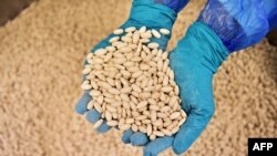 FILE - An operator holds and checks tablets in a laboratory of the French pharmaceutical company Servier on Sept. 1, 2017. A French appeals court ordered Servier to pay more than $460 million in damages over a diabetes drug on Dec. 20, 2023.