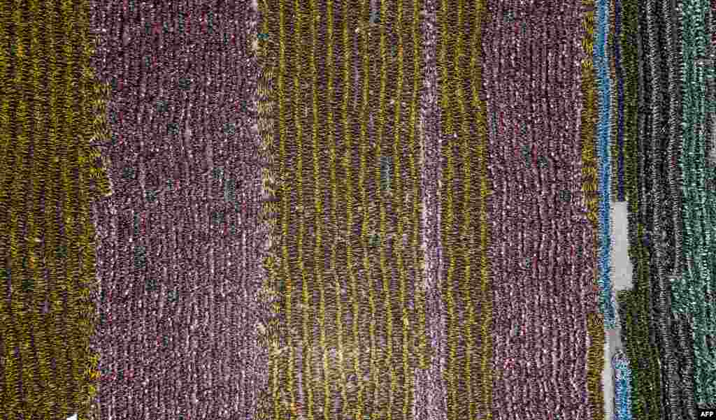 2018年5月10日，这张使用无人机拍摄的照片展示了上海许多被遗弃的共享单车。 共享单车起源于荷兰阿姆斯特丹一位青年提出的&ldquo;白色单车计划&rdquo; 。