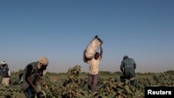FILE - A farmer collects eggplants with his workers on a field on Tuti Island, Khartoum, Sudan, Feb. 14, 2020.