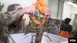 Lobster segar siap dikirim dari Maine ke China