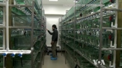 นักวิจัยในสหรัฐฯ พัฒนาวิธีสร้างกล้ามเนื้อหัวใจ