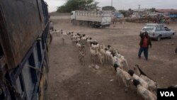 Herders guide goats and sheep the at the livestock market in the Somaliland capital Hargeisa before sending them to the port of Berbera for export, August 9, 2016. (J. Pantinkin/VOA)