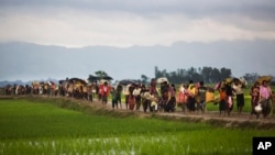 FILE - Myanmar's Rohingya ethnic minority members walk through rice fields after crossing over to the Bangladesh side of the border near Cox's Bazar's Teknaf area, Sept. 1, 2017. 